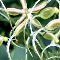 センニンソウ,センニンソウの実,センニンソウの綿毛,センニンソウの綿毛,センニンソウの花後の画像