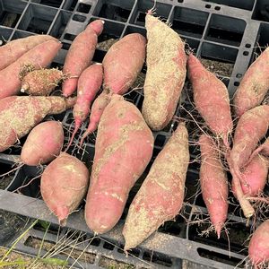 さつまいも,さつまいも,べにはるか,地植え,収穫物の画像