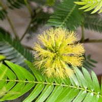 エバーフレッシュ,エバーフレッシュの花,観葉植物の画像