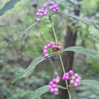 コムラサキ,GSに感謝。,植物観察,コムラサキの実,植物散策の画像