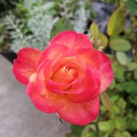 バラ,バラ,ミニバラ,ミニバラ,四季咲きバラの画像