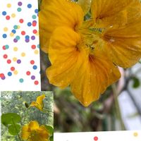 ナスタチウム,ナスタチウム,ハイビスカス,バラ,薔薇♪の画像
