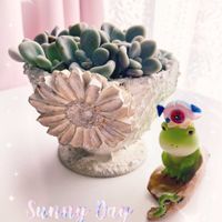 可愛い〜♡,多肉植物のある暮らし,とってもキレイ♡,キュンキュン乙女倶楽部,繋がりに感謝✨の画像