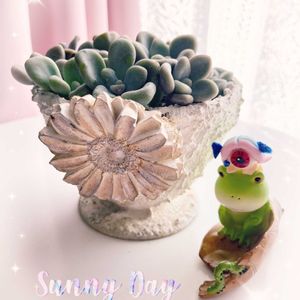 可愛い〜♡,多肉植物のある暮らし,とってもキレイ♡,キュンキュン乙女倶楽部,繋がりに感謝✨の画像