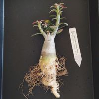 アデニウム,アデニウム・オベスム　ケニア,植え替え,塊根植物,実生苗の画像