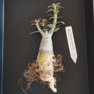 アデニウム,アデニウム・オベスム　ケニア,植え替え,塊根植物,実生苗の画像