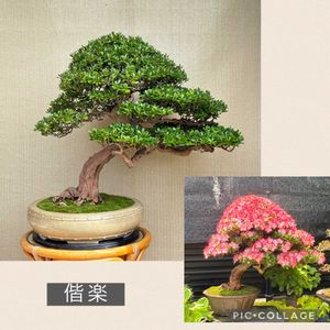 盆栽,植え替え,展示会,サツキ盆栽の画像