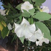チョウセンアサガオの画像