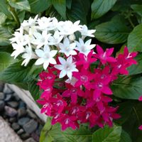 ペンタス,クササンタンカ(草山丹花),鉢植え,ガーデニング,植え込みの画像