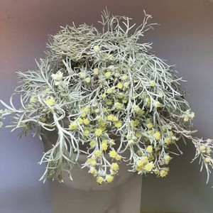 アサギリソウ,鉢植え,かわいい♡,切り花を楽しむ,綺麗✨の画像