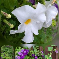 アサリナ,コキア,センニチコウ,トレニア,フヨウの画像