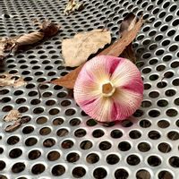 フヨウ,火曜ベンチの画像