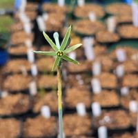スイセン,球根,球根植物,花のある暮らし,園芸男子の画像