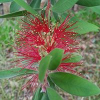 ブラシノキ,樹木,植え込み,木に咲く花,歩道脇の画像