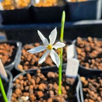 スイセン,球根,球根植物,花のある暮らし,園芸男子の画像