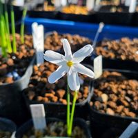 スイセン,球根,球根植物,花のある暮らし,園芸男子の画像