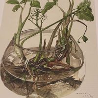 ミツガシワ,レンギョウ,オタネニンジンの画像