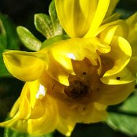 ダリア,イエロー,大好きな花,シルエット❤︎,風の中の画像