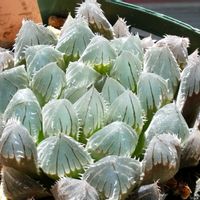 ハオルチア,ハオルチア,多肉植物,ハオルチア属,透明な窓の画像
