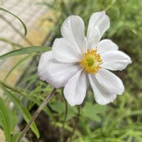 アネモネ,アネモネ ドリーミングスワン,アネモネ ドリーミングスワン,鉢植え,宿根草♪の画像