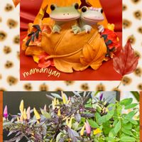 観賞用トウガラシ,花のある暮らし,カエルのコポー,花と暮らす,ハロウィン月間の画像