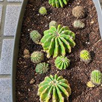 ラナンキュラス,短毛丸,ラナンキュラス　ラックス,多肉植物,種からの画像