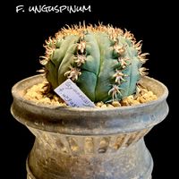 短刺天平丸,Gymnocalycium spegazzinii f. unguspinum,カクタス広瀬,Usagi.c.l,窓辺の画像