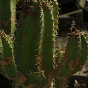 ハオルチア,多肉植物,観葉植物,塊根植物,サボテン科の画像