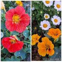 ナスタチウム,ヒガンバナ,キンレンカ,いつもありがとう♡,秩父の画像
