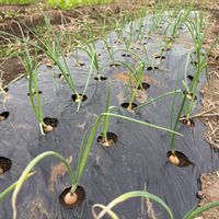 玉ねぎ,ホーム玉ねぎ,発芽,可愛い,種まきの画像