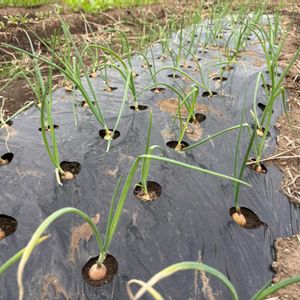 玉ねぎ,ホーム玉ねぎ,発芽,可愛い,種まきの画像