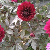ダリア,黒葉ダリアミスティックノワール　パープル,花のある暮らし,モニター,プレゼント企画の画像