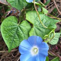 マルバアメリカアサガオ,多肉植物,多肉初心者,秋の風景,ばぁばの花の画像