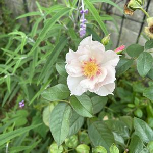 地植え,咲いた！,美人さん,私の庭,庭の画像