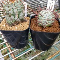スーパーホリダ,勝岡アルバ,ユーフォルビア,珍奇植物,植中毒の画像