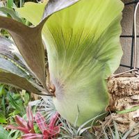 ビカクシダの画像