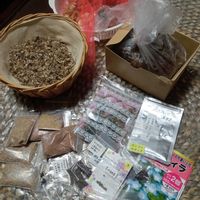 ラナンキュラス,ランタナ,沈丁花,球根,挿し芽の画像
