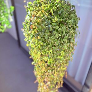 アーモンドネックレス,多肉植物,観葉植物,ウッドデッキ,垂れ下がり系の画像
