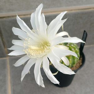 サボテン,観葉植物,鉢植え,ガーデニング,おうち園芸の画像