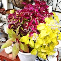 寄せ植え,可愛い,庭の花,癒し,花のある暮らしの画像