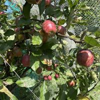 ピーマン,四角豆,きゅうり,ししとう収穫,収穫野菜の画像