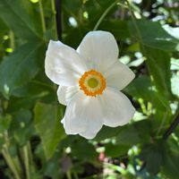 クリスマスローズ,シュウメイギク,花のある暮らし,庭の宿根草,花木と宿根草の庭の画像