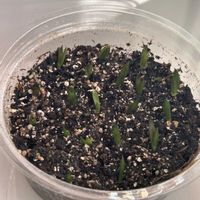 ハオルチア,ハオルチア,多肉植物,軟葉系ハオルチア,おうち園芸の画像
