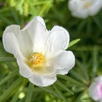 花友さんに感謝♡,愛の花♡,家庭菜園,庭の画像
