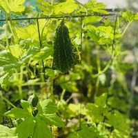 ゴーヤ,こぼれ種,グリーンのある暮らし,花壇DIY,2026初秋の画像