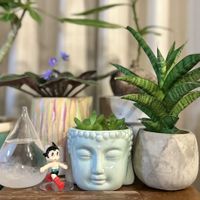 ハオルチア,サンスベリア ピアノ,サンセベリア ピアノ,観葉植物,成長記録の画像