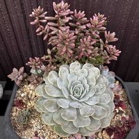 エケベリア,オーロラ,多肉植物,ガーデニング超初心者,庭の画像