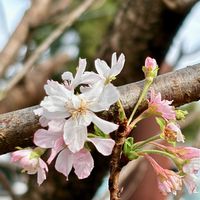柿の木,桜の花,柿の葉,ジュウガツザクラ,キタテハ（蝶）の画像