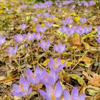 サフラン,山野草,野草,野の花,スマホ撮影の画像