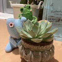 植え替え,ベランダー,多肉女子,GS植物うちなーぐち会,6日はカエルの日の画像